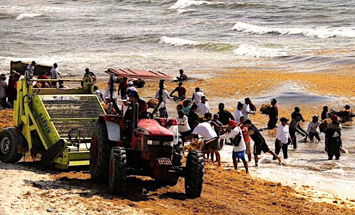 Cancun, Gulf of Mexico, strewn with sargassum, diesel tractor harvestor