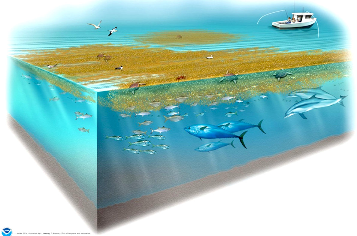 NOAA illustration showing sargassum floating in the sea